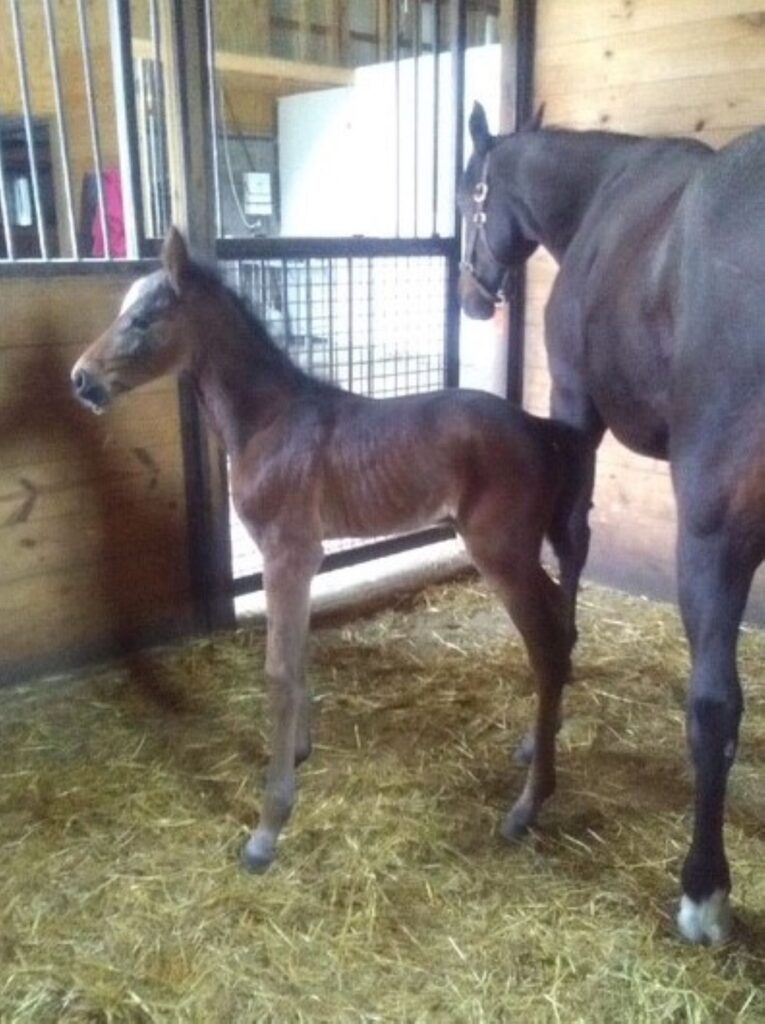 27 Sig Sauer-MagicBeauty-Filly2