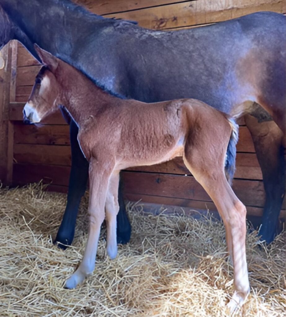 28 Sig Sauer-TakeThisWaltz-Colt