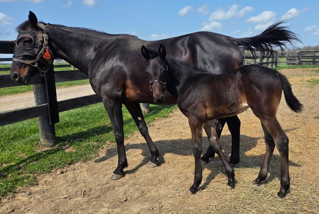 5 Carbine-Freakonomics-Filly