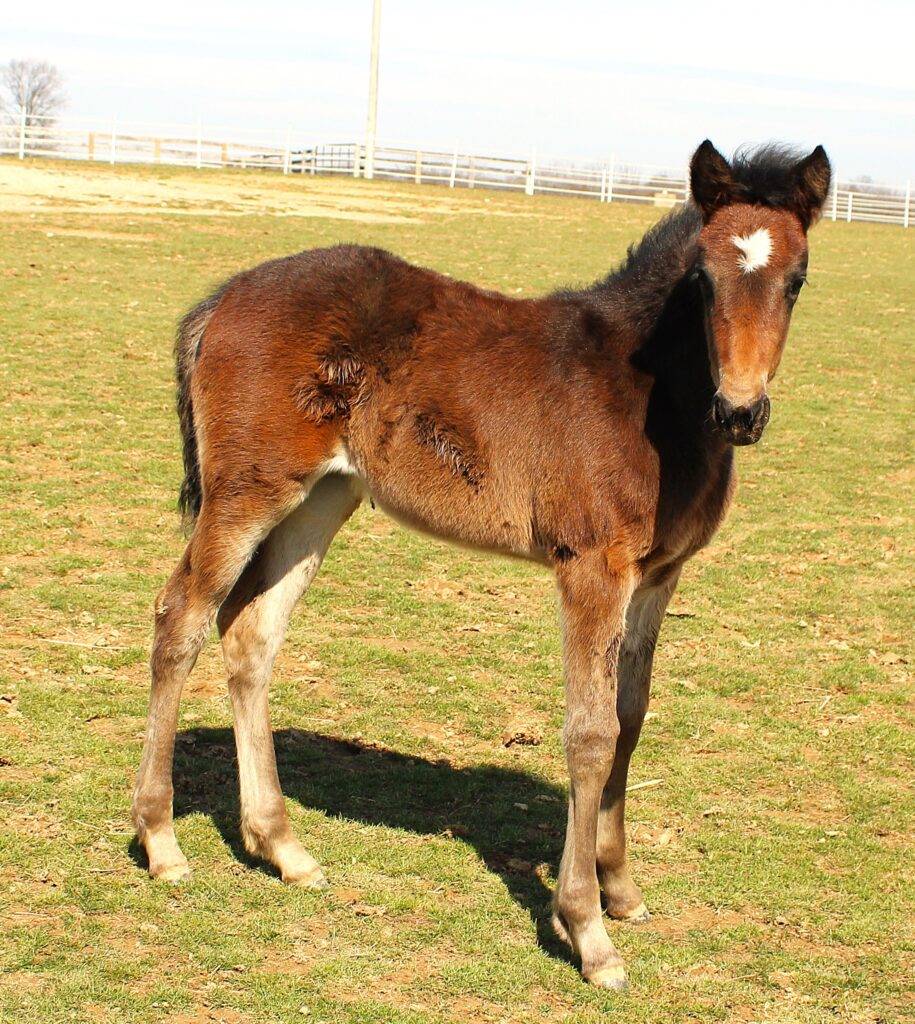 8-A Sig Sauer-Lady Riviera-FillyNEW