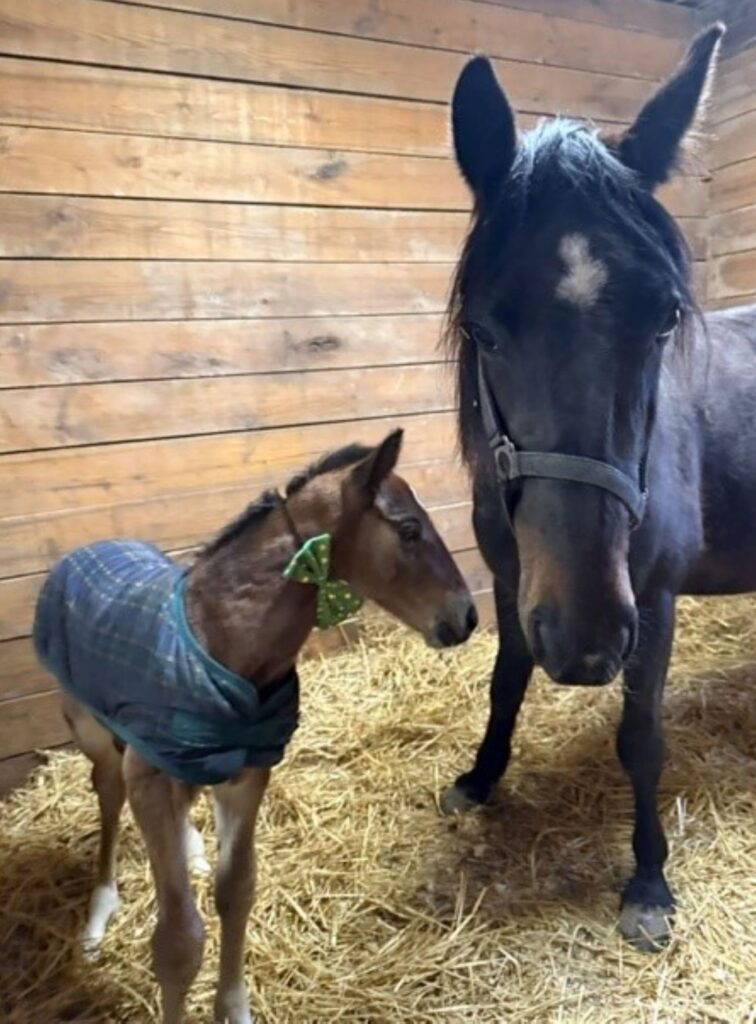 8 Its Academic-Club Belvedere-Colt2