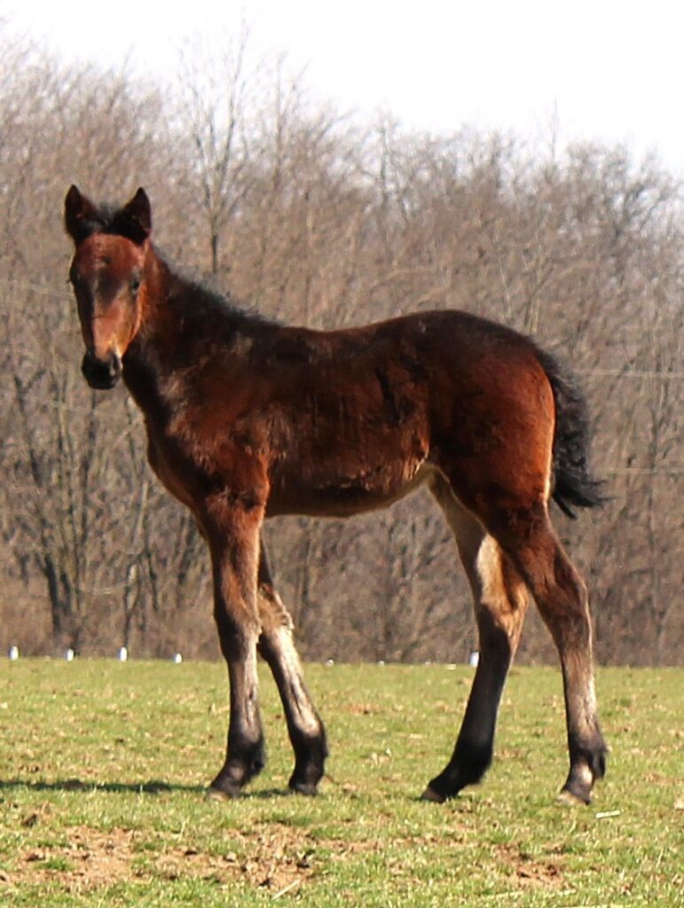 9-A Sig Sauer-Cankeysto-Filly