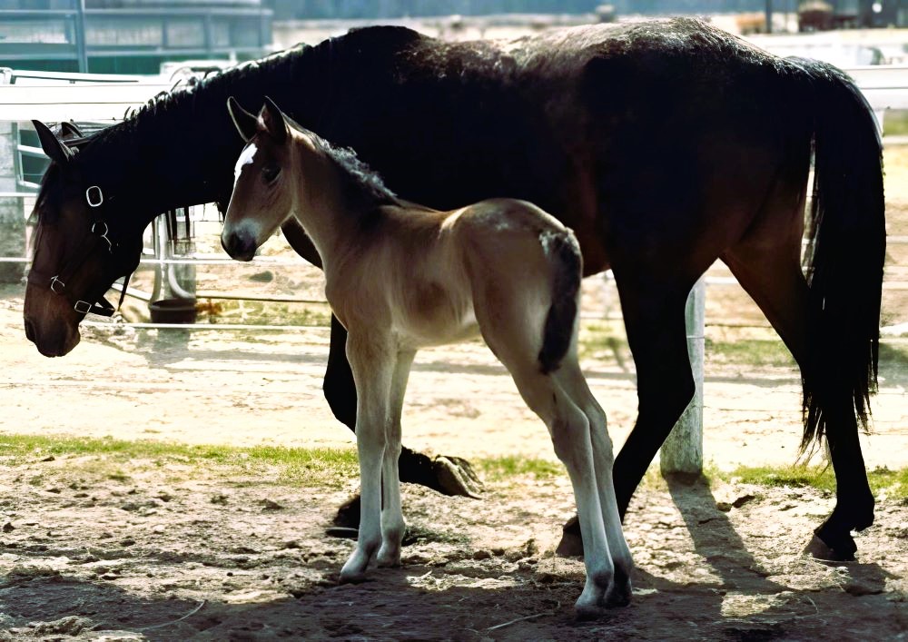 9 ItsAcademic-SenoritaSolo-Filly