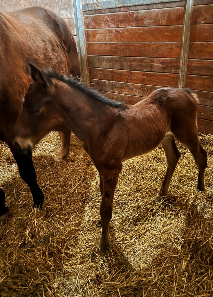 Carbine-VelocitySangria-Filly