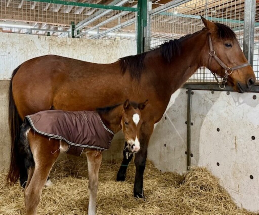 ItsAcademic-Foreign Flare-Colt2