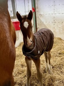 ItsAcademic-ForeignFlare-Colt-gallery4
