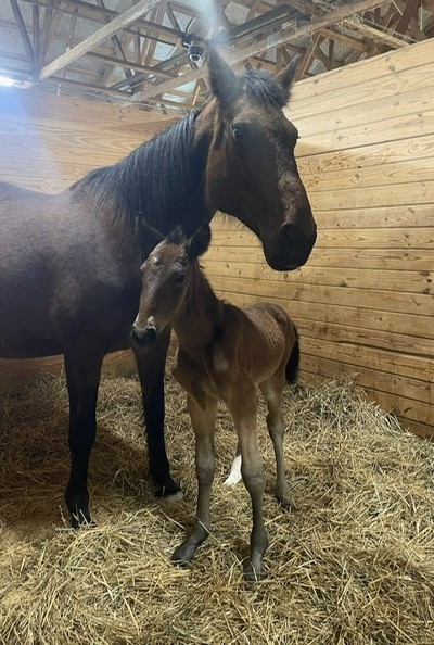 ItsAcademic-ThistleDhu-Colt