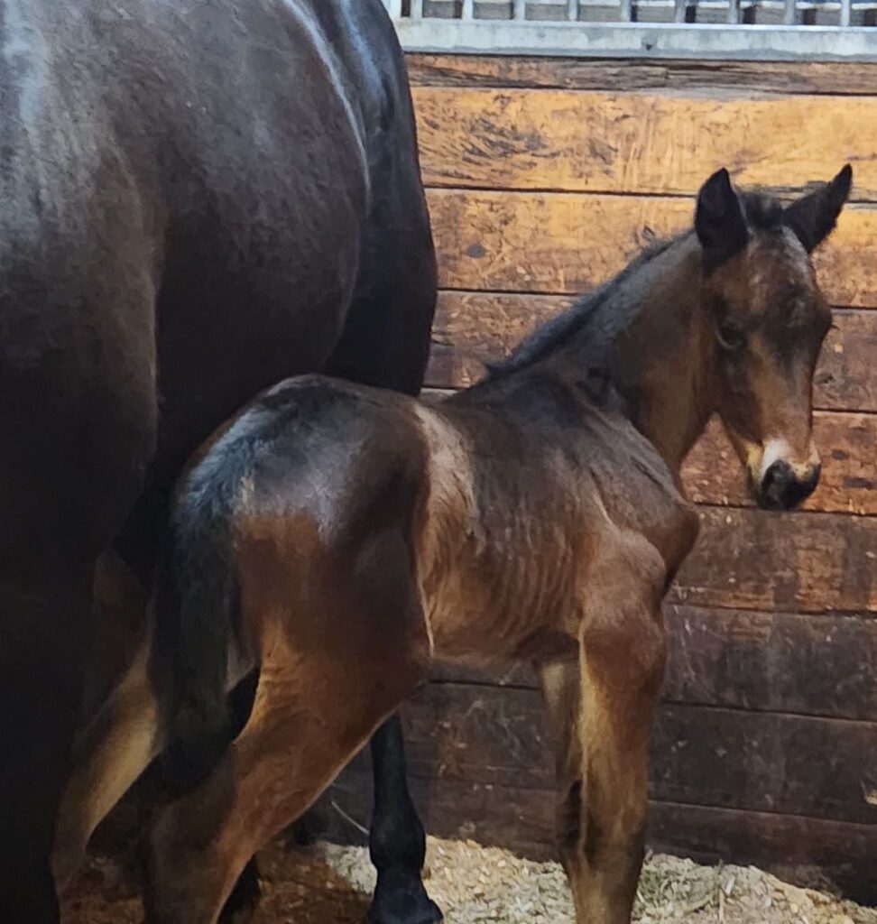 Rocky-Bettagettajetta-Filly