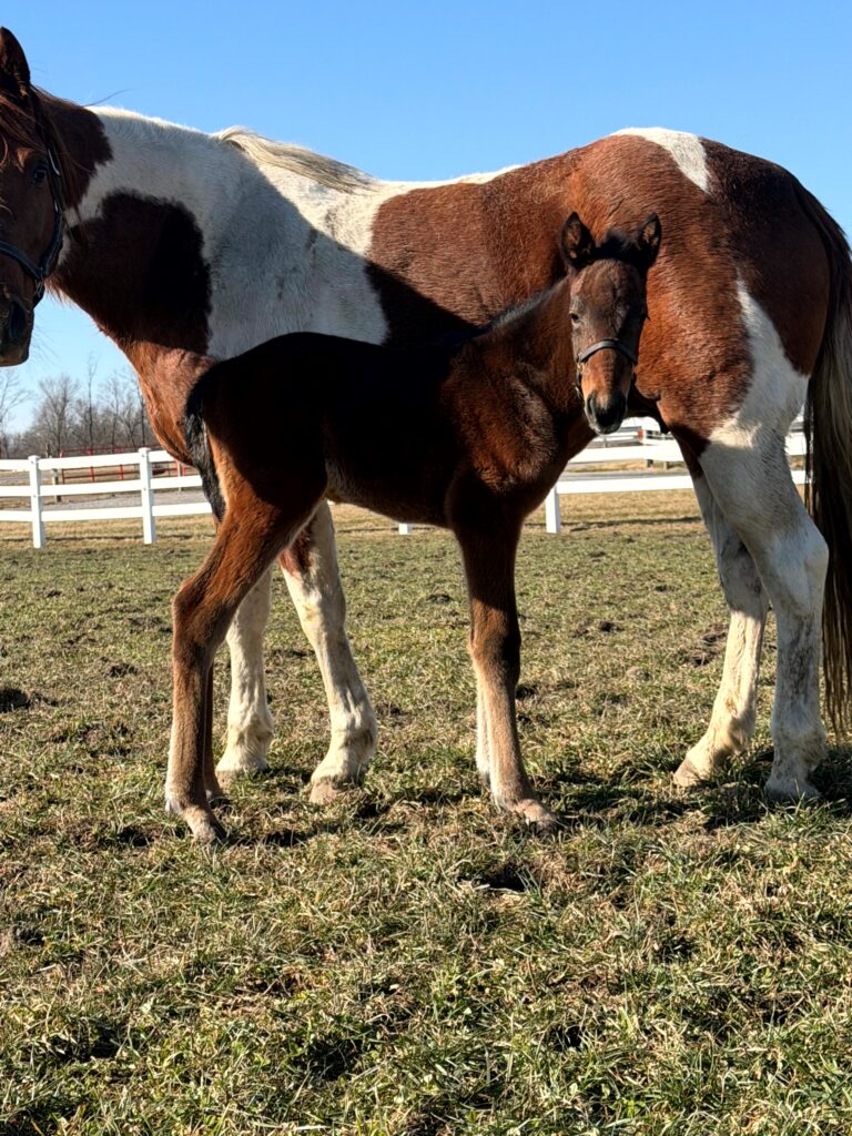 Rocky-DragonsTale-Colt2