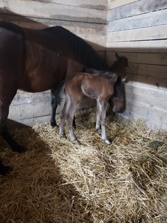 Rocky-EAErikaRocksAS-Filly