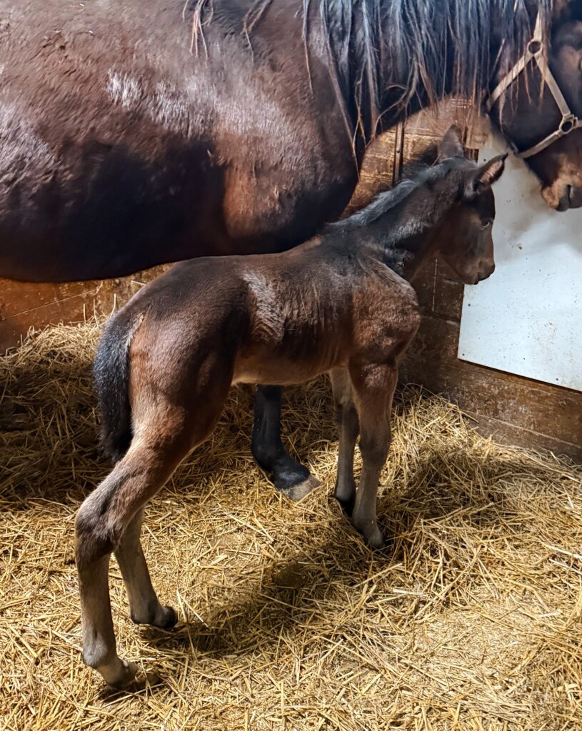 Rocky-RockinPeggy-Filly