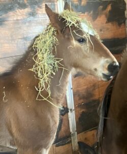 Rocky-Sugar-Filly-Picsart-AiImageEnhancer