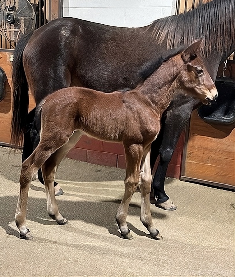 Sig Sauer-AdoreMe-Colt3