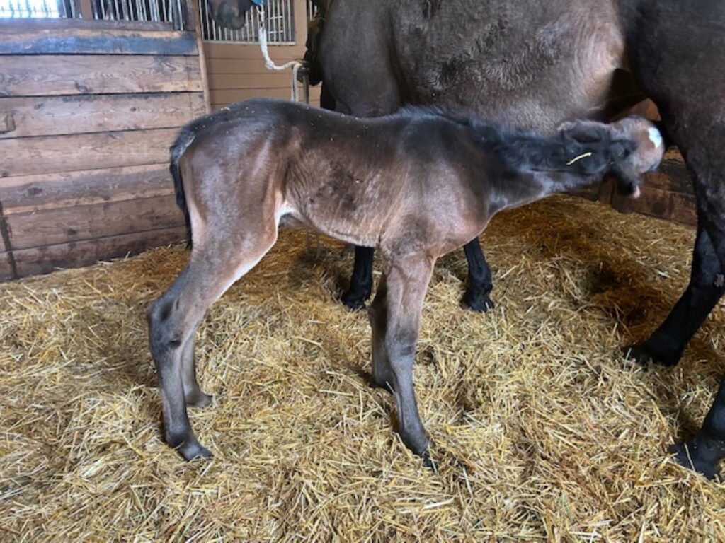 Sig Sauer-ElKismet-Filly