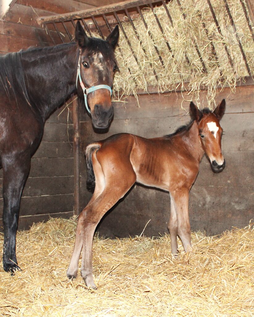 Sig Sauer-HallOfaDream-Colt2