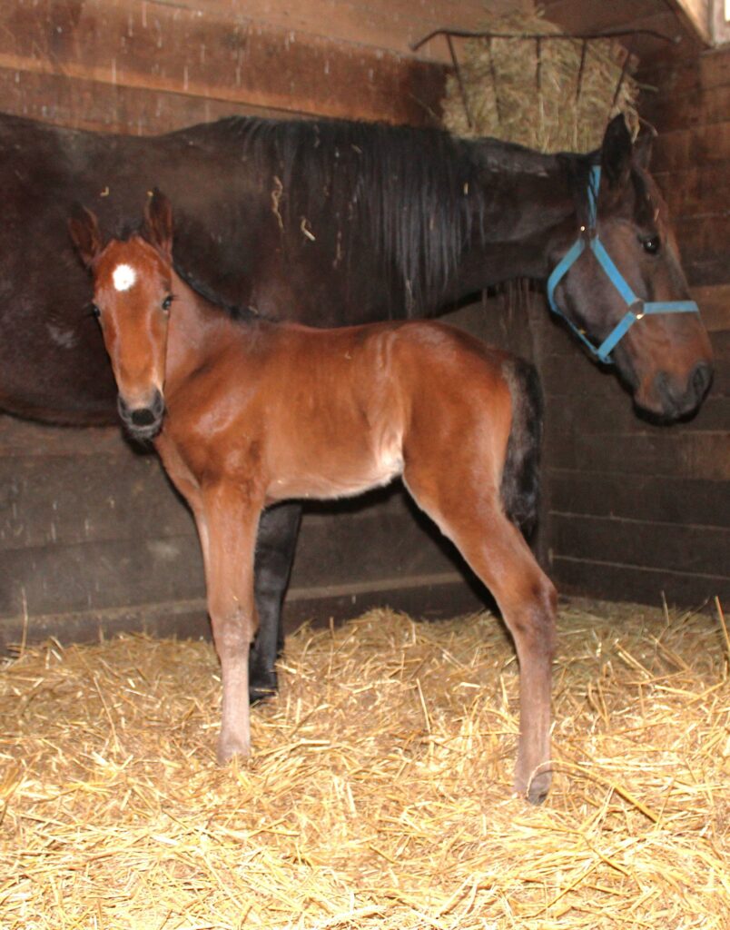 SigSauer-Passageway-Filly