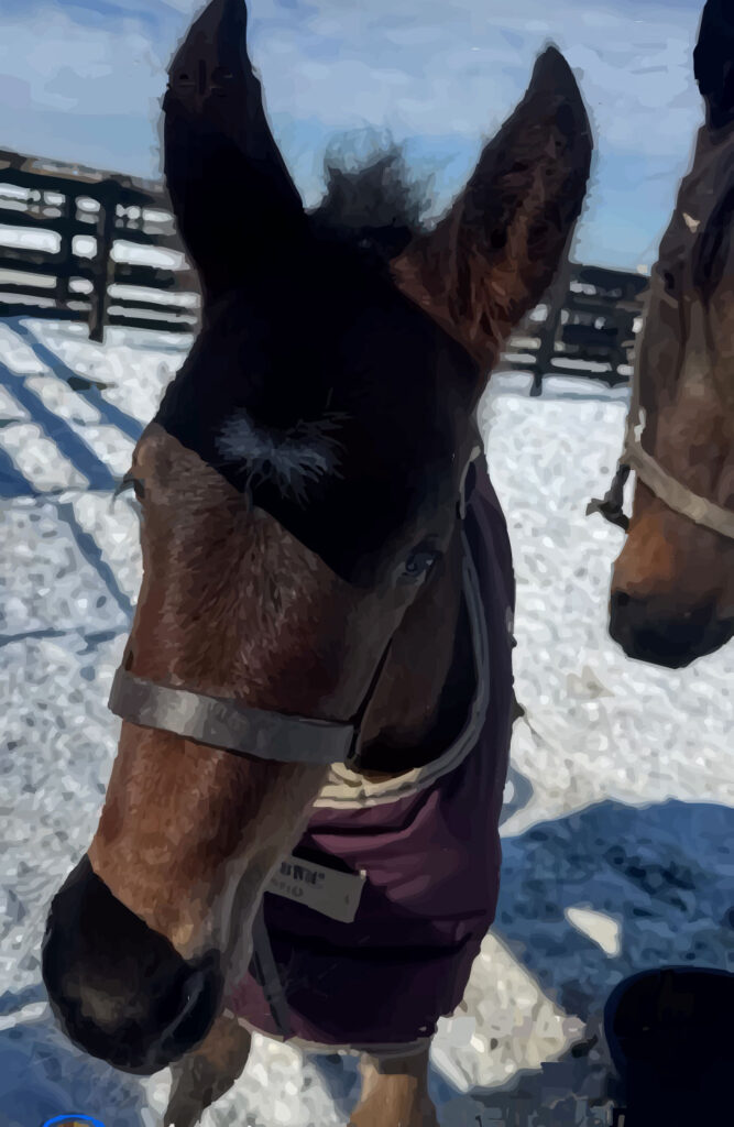 SigSauer-StellaJane3