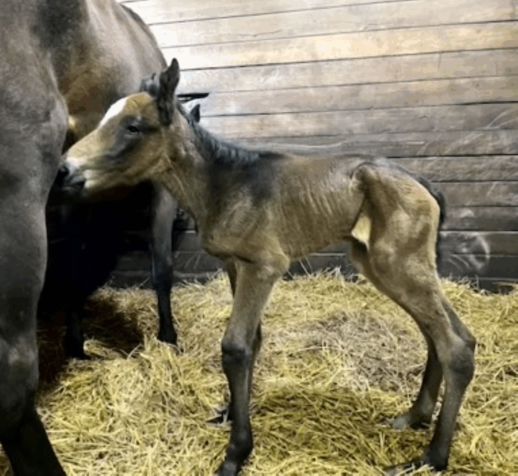 Sig_Sauer-SweepingRainbow-Colt