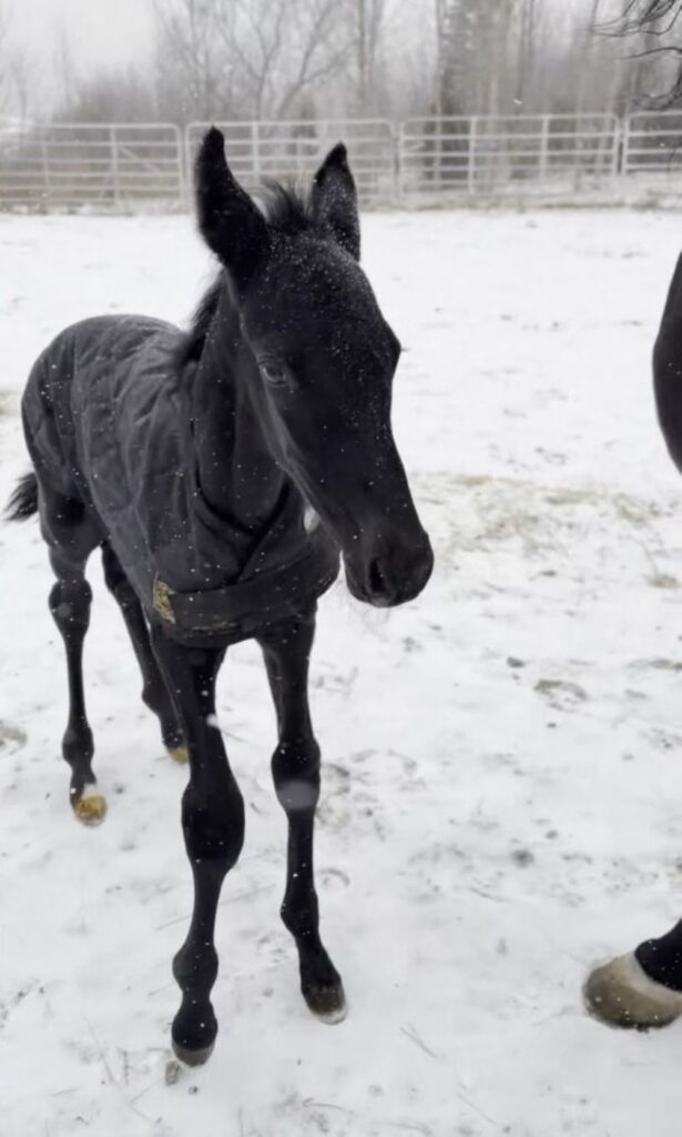 11 Its Academic-DealinFashion-Colt