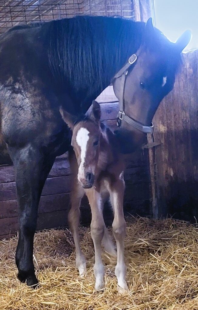 13 ItsAcademic-Rowlen-Colt2