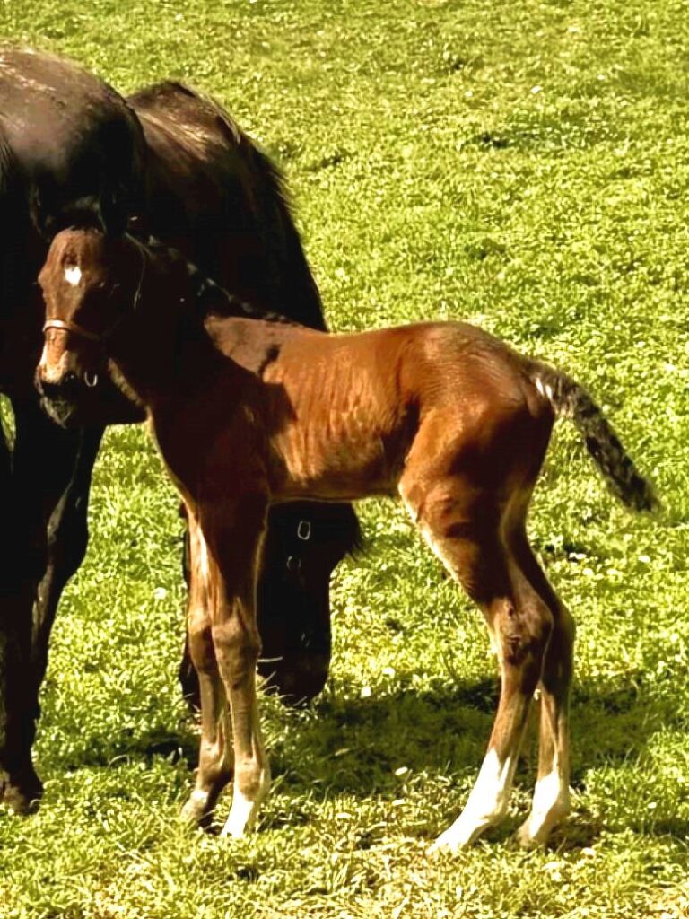 15 ItsAcademic-Showstopper-Colt