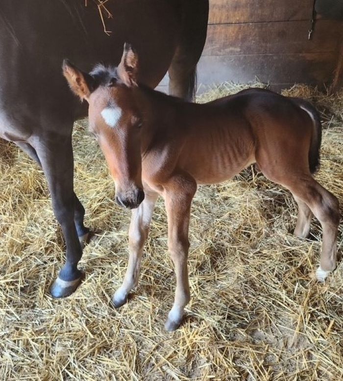 15 Rocky-ThunderAgain-Colt