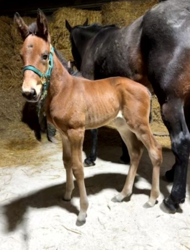 16 Rocky-GirlInATavern-Filly