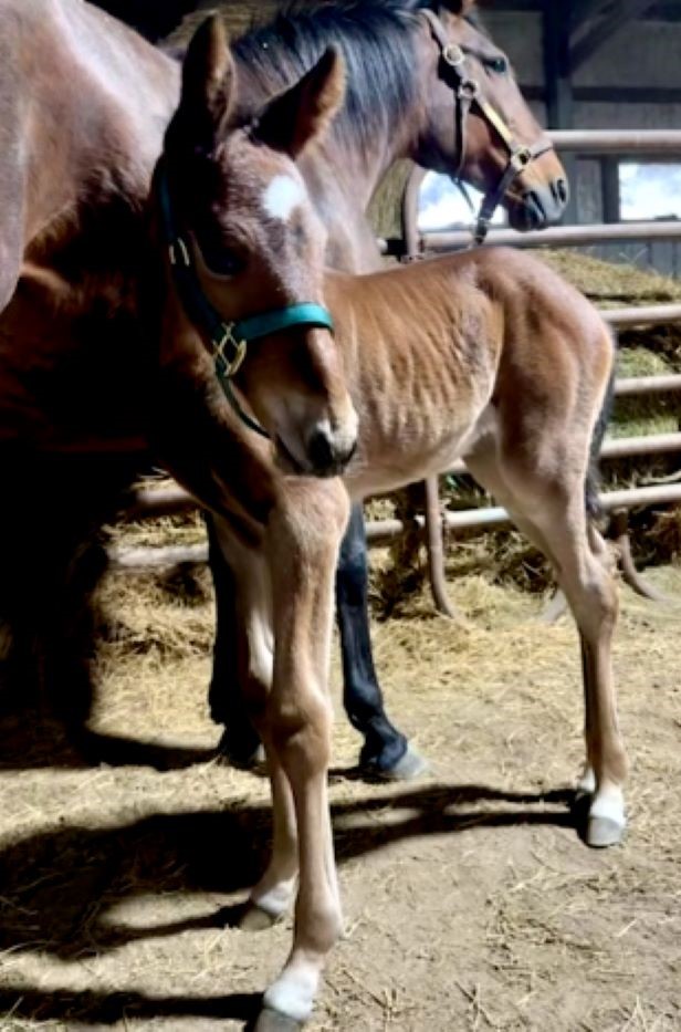 17 Rocky-AbaloneHanover-Filly