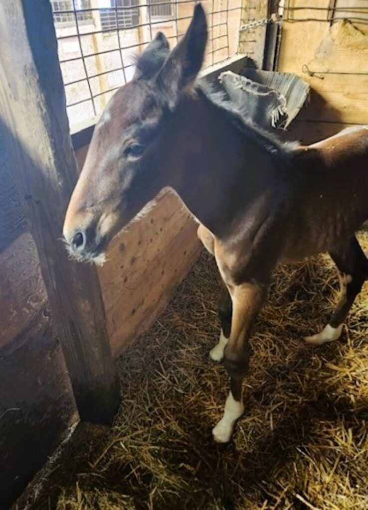 18 ItsAcademic-ProfoundParagon-Colt2