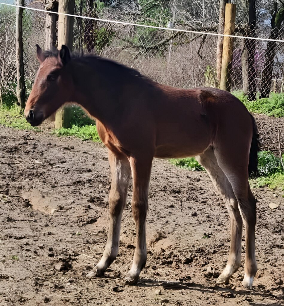 18 Rocky-Somwherunderheavn-Filly2