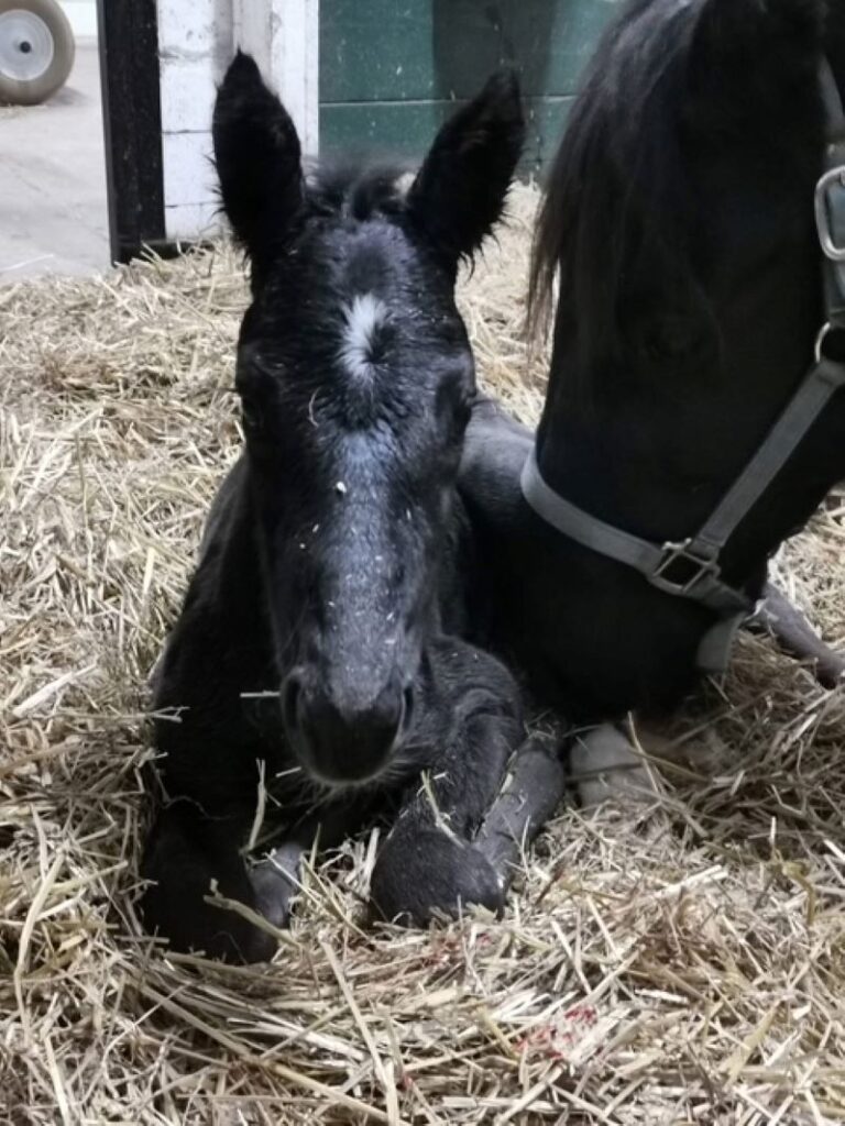 19 ItsAcademic-OnTop-Colt3