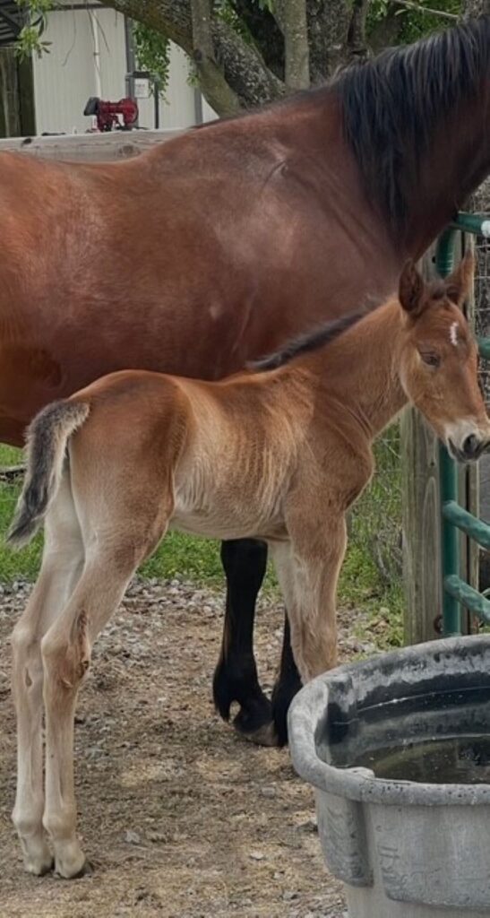 19 Rocky-RollnRoz-Filly2