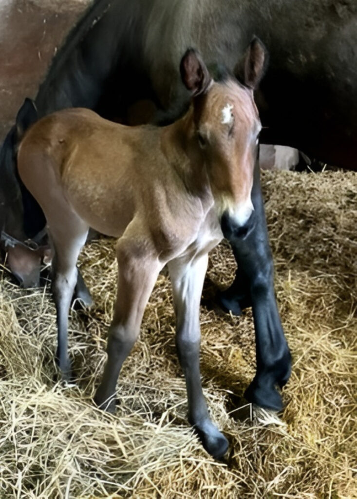 20 ItsAcademic-Muscles Mackayla-Filly4