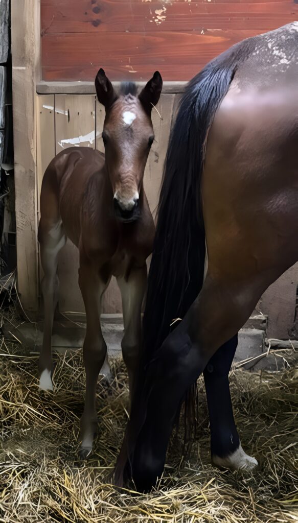 20 Rocky-Lacey-Colt3