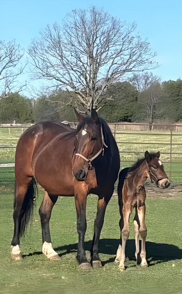 21 ItsAcademic-Frick-Filly2