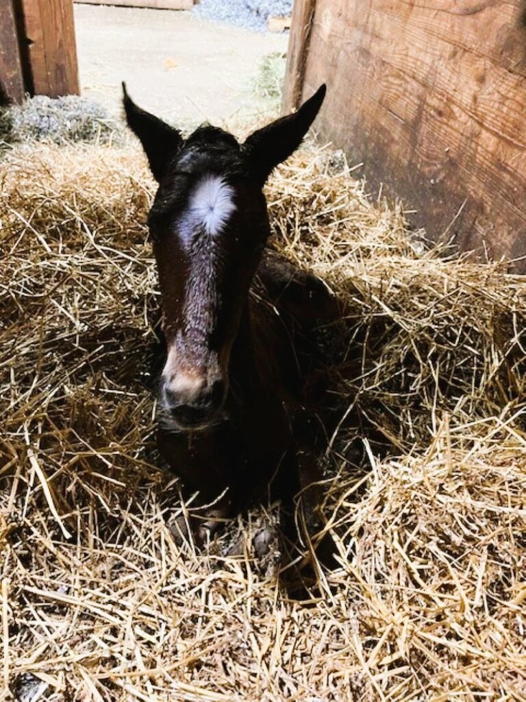 21 Rocky-MachThe Rock-Filly