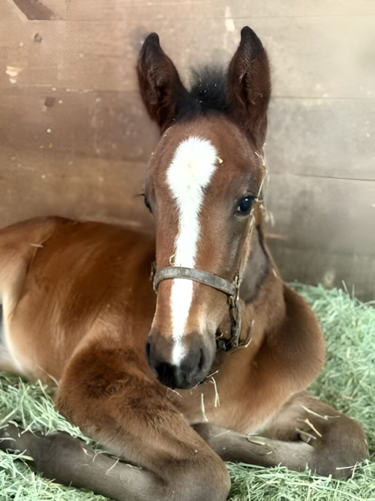 26 SigSauer-Sina-Filly3