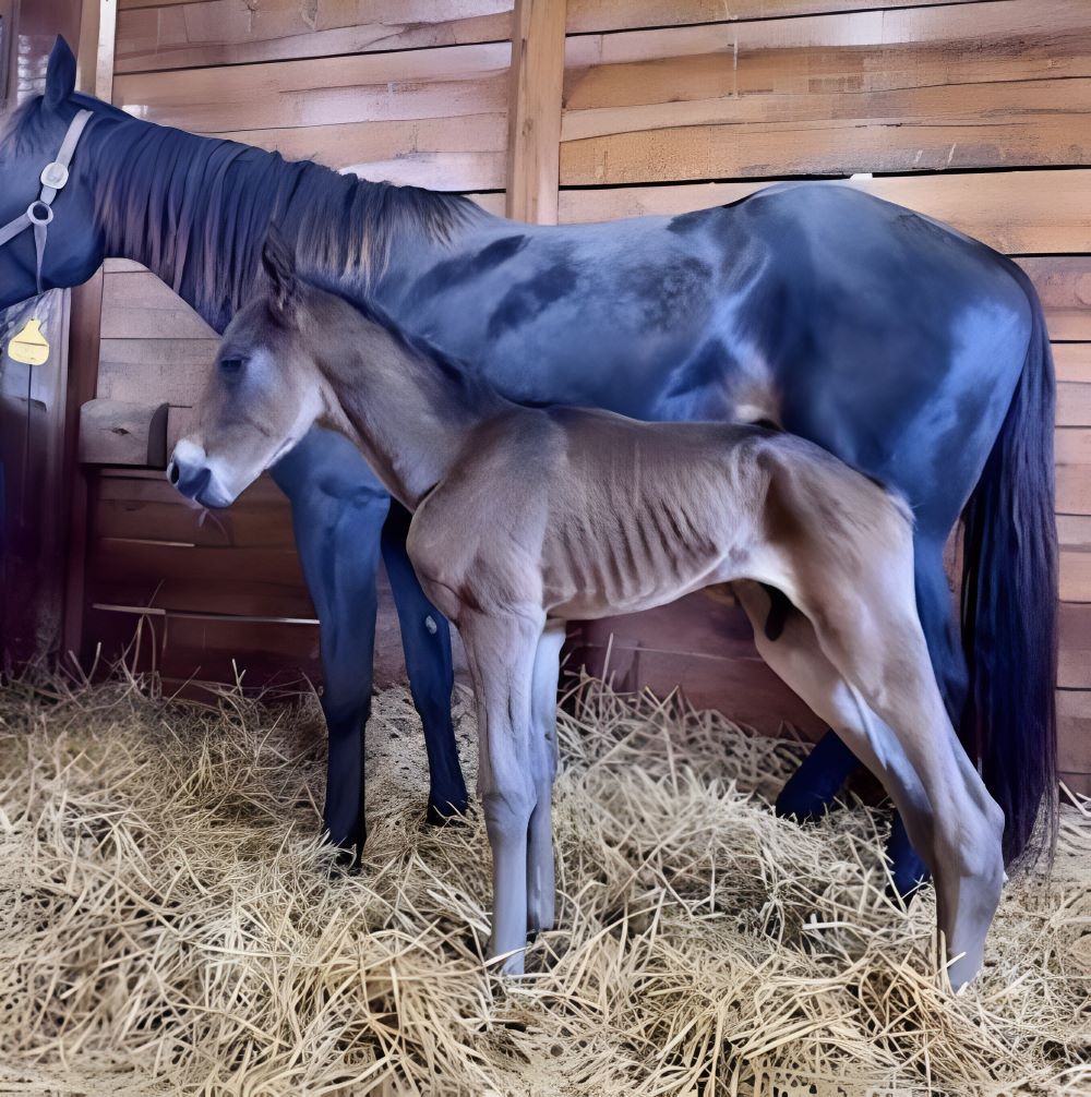 29 Sig Sauer-WaraweeYes-Colt2