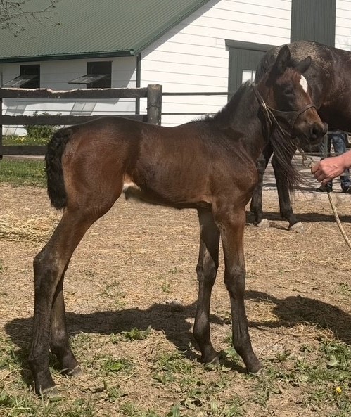 31 SigSauer-Greenspring-Filly