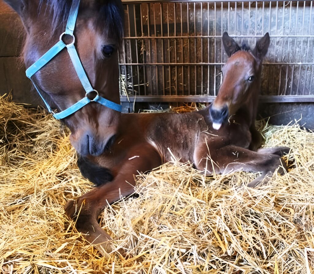 32 SigSauer-InnerBeauty-Filly3