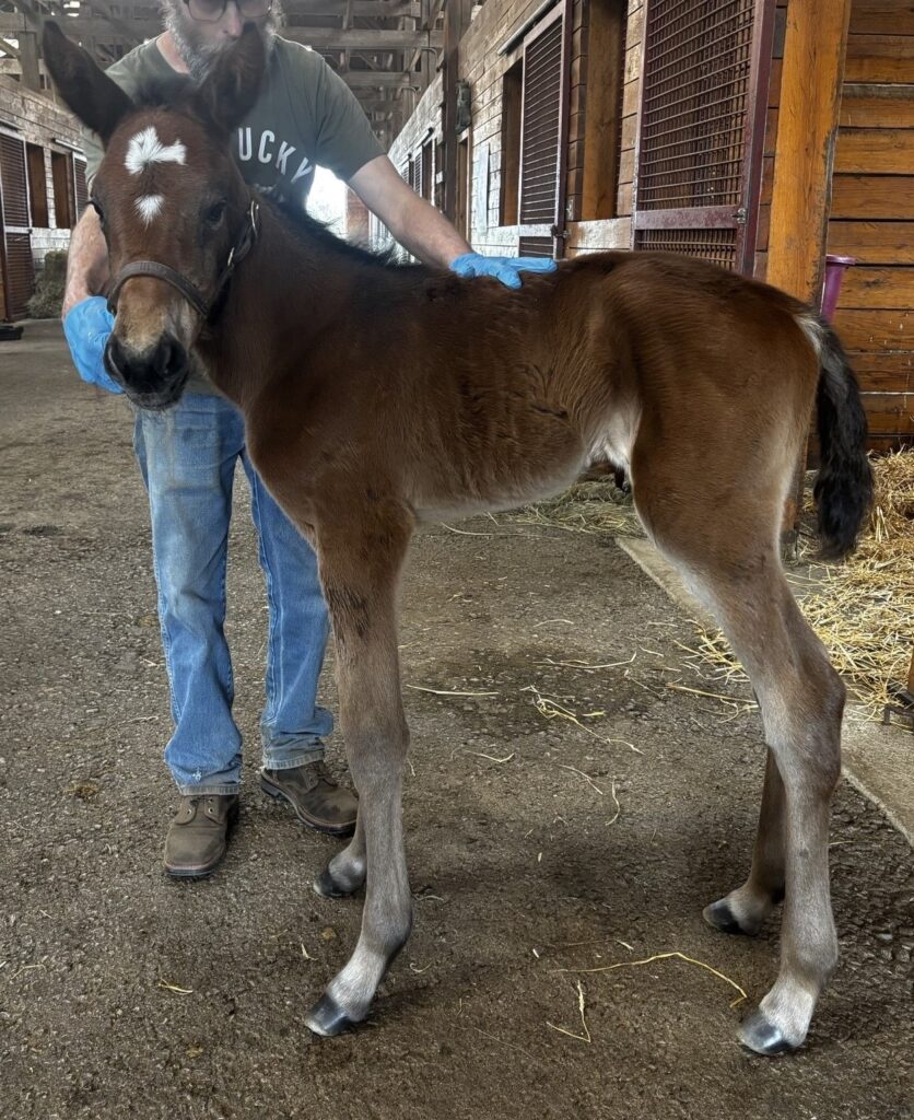 33 SigSauer-CaterinaHall-Filly