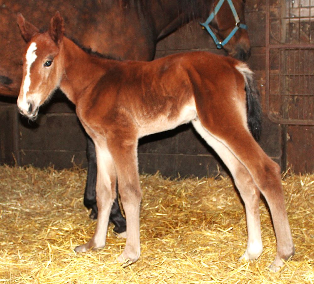 35 SigSauer-Lifetime Gift-Colt