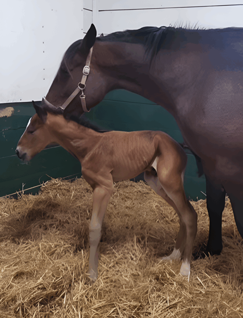 37 SigSauer-QuiteFast-Colt2