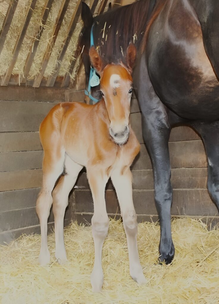 38 SigSauer-Prequel-Filly3