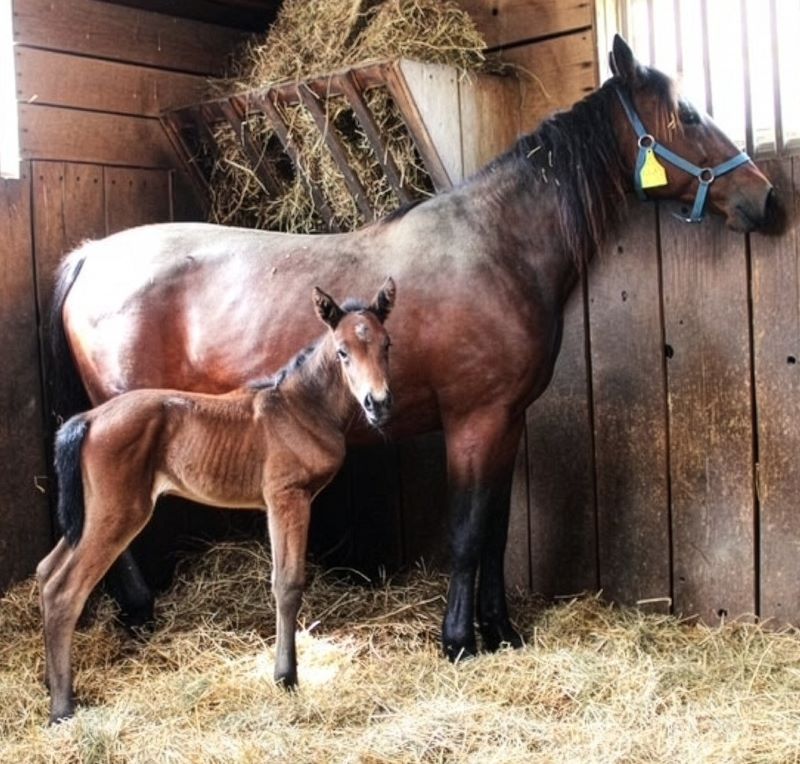 39 SigSauer-LAdyAstor-Filly2