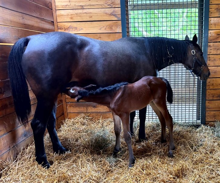 40 SigSauer-GooDooDoll-Filly