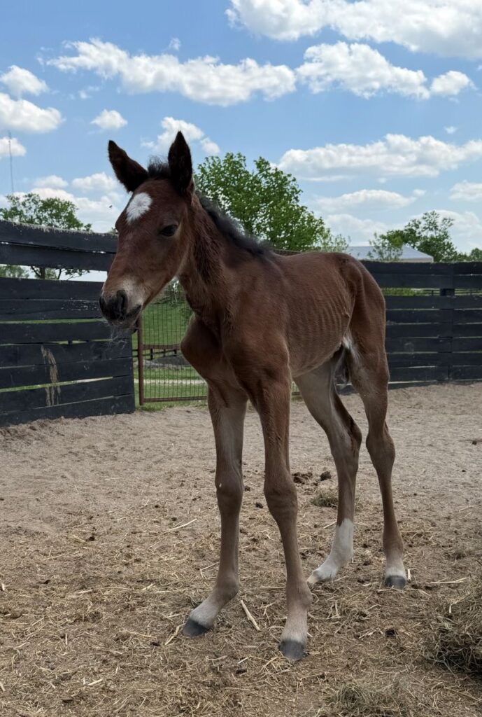 41 SigSauer-LittlePinkLies-Filly