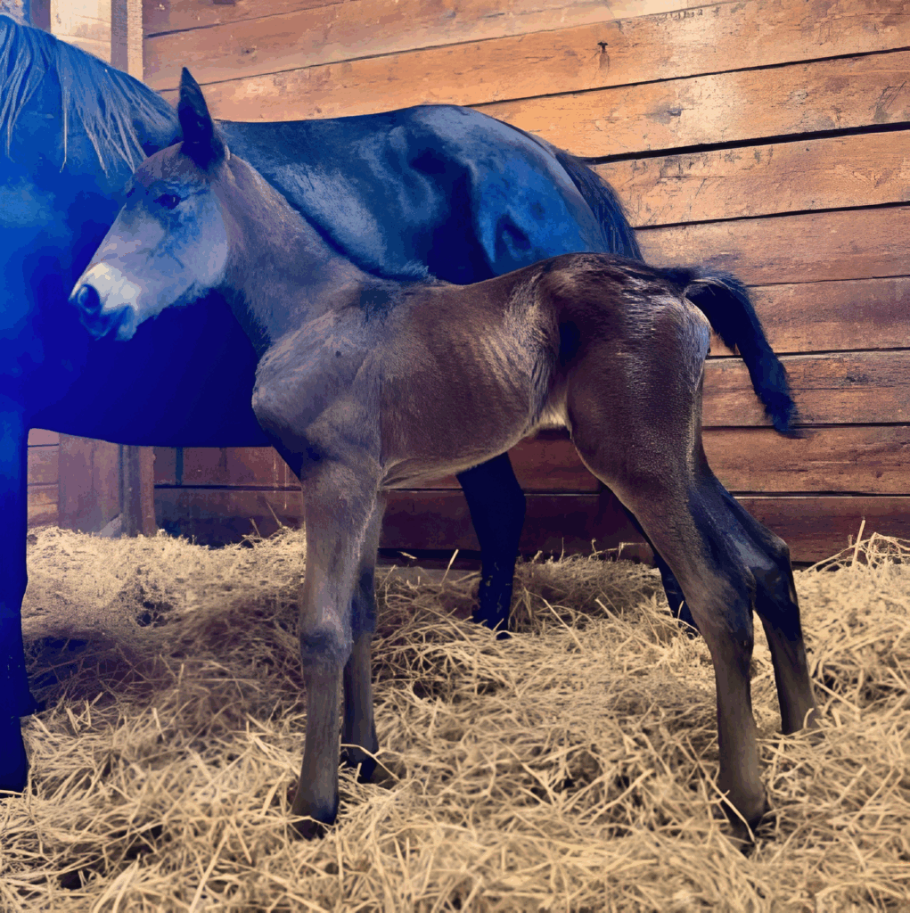 ItsAcademic-HortopTemper-FillyNew