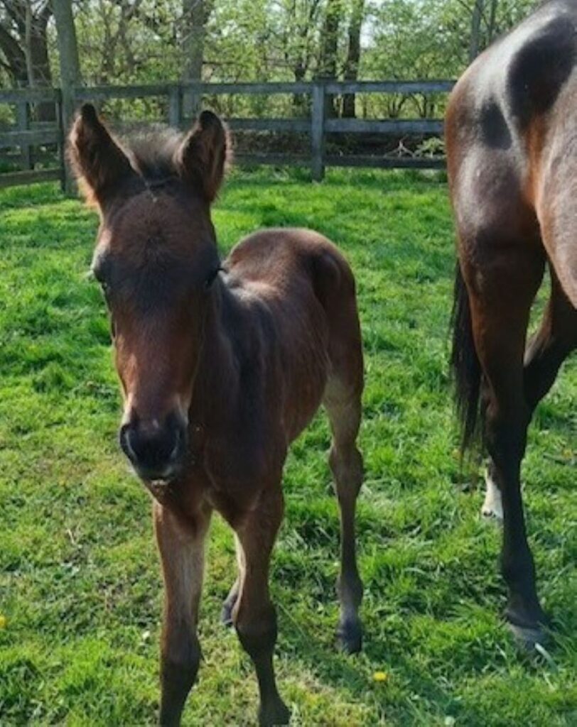 6 Carbine-Western Mandy-Filly2