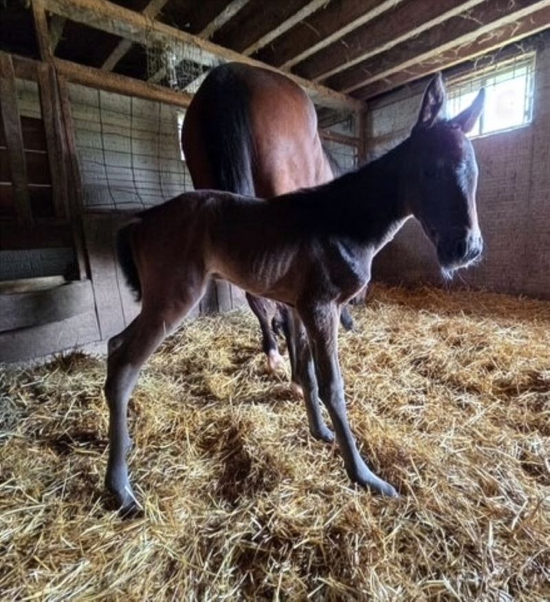 7 Carbine-ZendayasMsWicked-Filly